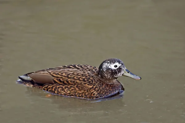 Laysan Duck Anas Laysanensis Reposant Sur Eau — Photo