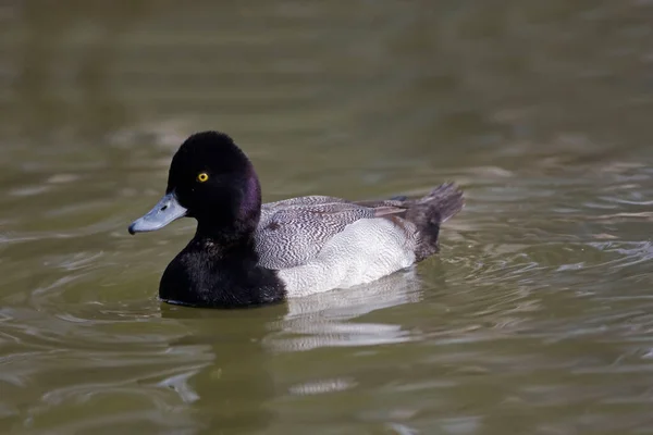 Male Lesser Scaup Aythya Affinis Relaxing Water — Stock Photo, Image