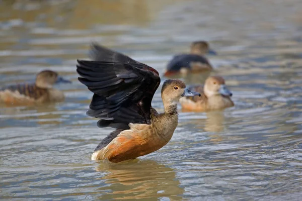 一只小口哨鸭 树懒鸭 有展开的翅膀 — 图库照片