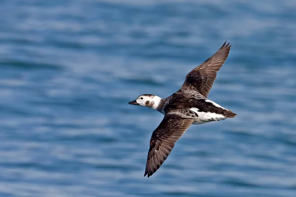 Female Long Tailed Duck Clangula Hyemalis Flight — Stock Photo, Image