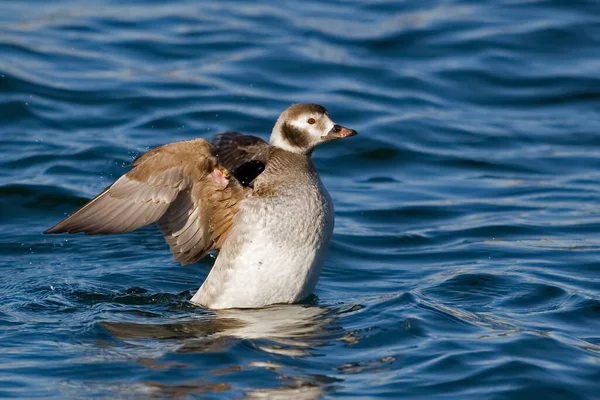 一只雌性长尾鸭 头角鸭 伸展着翅膀 — 图库照片