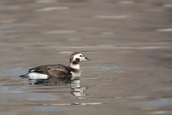 Eine Weibliche Langschwanzente Clangula Hyemalis Ruht Wasser — Stockfoto