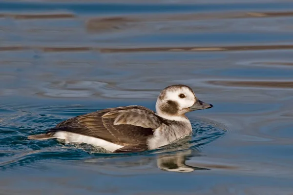 Female Long Tailed Duck Clangula Hyemalis Close View — Stock Photo, Image