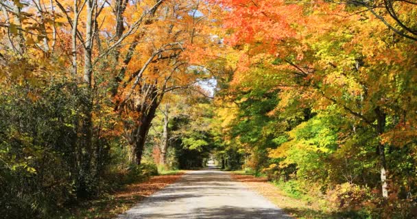 Country pruh v brilantní podzimní barvě 4K