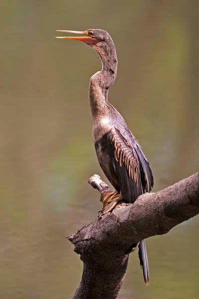 Ein Anhinga Anhinga Anhinga Thront Auf Einem Ast — Stockfoto