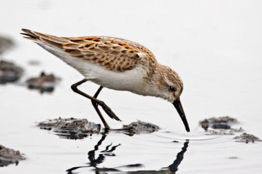 A Western Sandpiper, Calidris mauri, close view