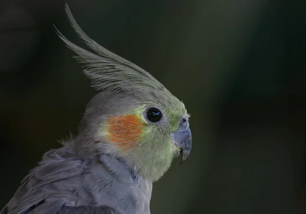 Portret Koguta Nymphicus Hollandicus Cockatiel Znany Również Jako Weiro Ptak — Zdjęcie stockowe