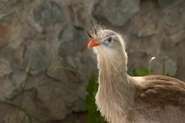 Portrait Red Legged Seriema Cariama Cristata Large South American Bird — Stock Photo, Image