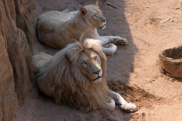 White lions lying on the ground. White lions are among the rare natural phenomena. Legends about their revelation have circulated among South Zulu tribes for centuries