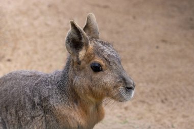 Patagonya Mara 'sının portresi. Dolichotis patagonum (Dolichotis patagonum), kedigiller (Dolichotis) familyasından bir kemirgen türü. Yan profil içinde yüzün yakın çekim görüntüsü.