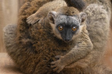 A baby common brown lemur, holding her mother 's coat. Lemur is one of the most widespread lemurs in Madagascar. clipart