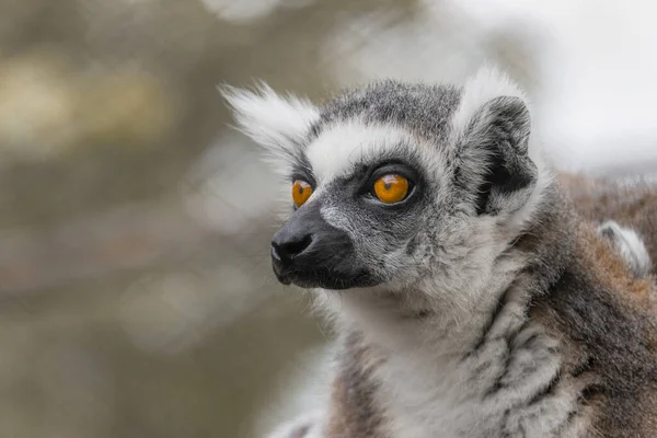 Porträtt Ringsvansad Lemur Profil Suddig Bakgrund — Stockfoto