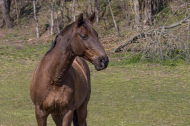Yazın ormanın yakınındaki çayırdaki bir atın portresi. Kapatın. Evcil at (Equus caballus) ya da sadece at, katılanlara ait evcil bir hayvandır..