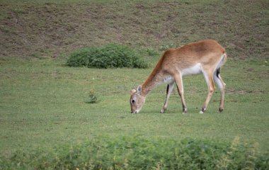Kırmızı bir lechwe çayırda otluyor. (Kobus leche) Kırmızı lechwe ya da güney lechwe, Güney Afrika 'nın bataklıklarında bulunan bir antilop türüdür..