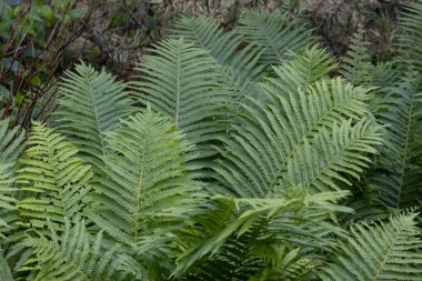 Güzel Dryopteris bitkileri. 