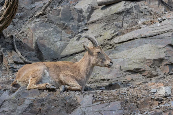 Bock Einer Westkaukasischen Ziege Capra Caucasica Auf Dem Felsen Liegend — Stockfoto