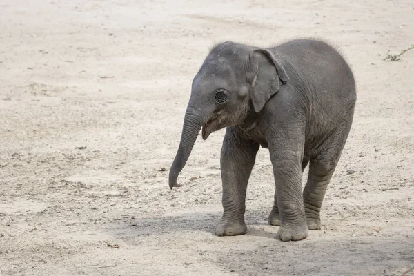 Vista Joven Elefante Indio Pie Sobre Una Superficie Arenosa Elephas — Foto de Stock