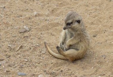Çöl faresi ya da suricate kumlu zeminde oturup aşağıya bakıyor. Meerkat, çukur ve yiyecek bulmak için uzun pençeler kullanır. (Suricata suricatta) 