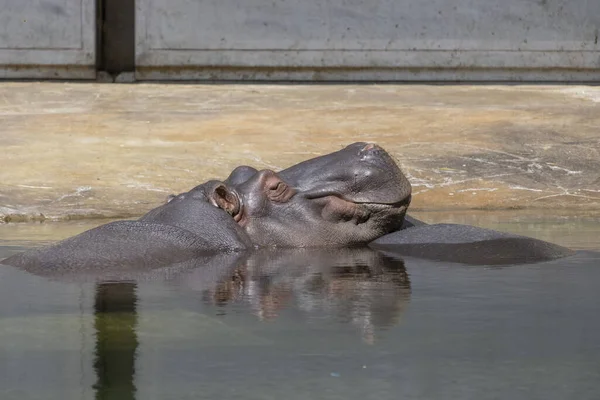 Bir su aygırı, sıcak güneşin tadını çıkarırken suyun içinde yarı yarıya uzanıyordu. (Hippopotamus amfibi)