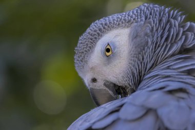 Afrikalı bir papağanın yakın portresi. Gri papağan orta boy, ağırlıklı olarak gri gagalı, siyah gagalı bir papağandır. (Psittacus erithacus)