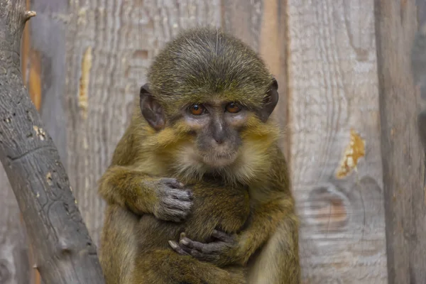 木製の背景に抱擁で赤ちゃんと少し面白いギャボンタラポン 他の脊椎動物と同様に 相互コミュニケーションは光学的 音響的 触覚的 化学的なものである ミオピテクス タラポイン — ストック写真