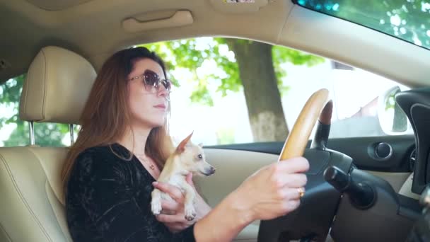 Κομψή Γυναίκα Γυαλιά Ηλίου Βόλτες Στο Αυτοκίνητο Κρατώντας Ένα Μικρό — Αρχείο Βίντεο