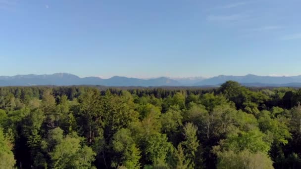 空中展望 高山の山々を背景に ドローンが森と緑のフィールドに沿って飛ぶ アルプスだ 青い山と緑の木々の夏の日の風景 森の間のゴルフ場 — ストック動画