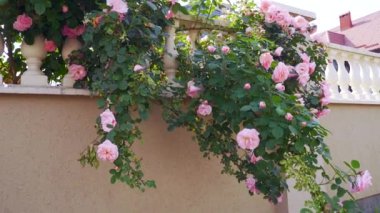 Büyük bir pembe İngiliz gül çalısı evin çitlerinde bol bol çiçek açar. Özel ev, bahçe, bir sürü çiçek, tırmanma gülü. Evin ön cephesini süslüyor. Güzel yaz güneşli bir gün
