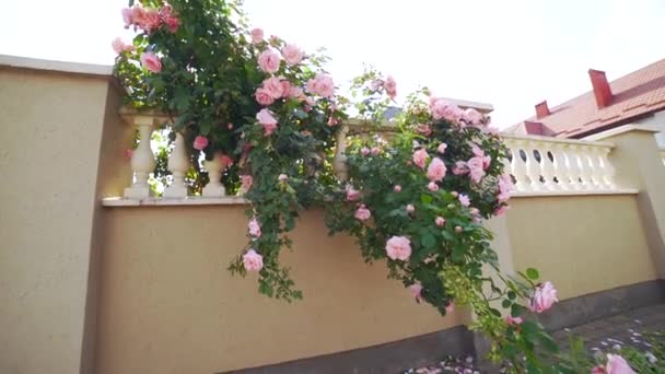 家の柵の上にピンク色の英語のバラの大きな茂みが見事に咲きました 多くの花 登山忍び寄るバラ 家のファサードを飾る 美しい夏の晴れた日 — ストック動画