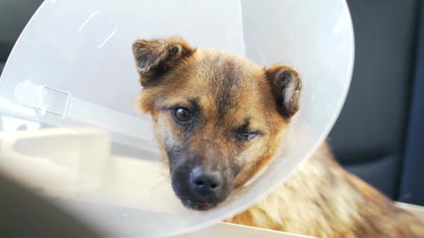 无家可归的狗经过治疗和手术后 受伤或发生意外后对动物的援助 可怜的纯种狗 眼里含着泪水 一个志愿者帮助狗 — 图库视频影像