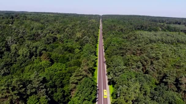 空中展望 ドローンは森の真ん中にある大きな松の木の近くの狭い道を飛んでいます 夏の車の交通 青空を背景に大きな緑の木々 トップ表示 — ストック動画