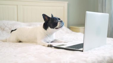 Yatakta oturup dizüstü bilgisayara bakarken eğlenen komik köpek. Bir Fransız bulldog köpeği kanepede yatar ve bilgisayar ekranına bakar. Küçük köpek yavrusu elinde bir aletle yatak odasında. 4K
