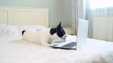 Yatakta oturup dizüstü bilgisayara bakarken eğlenen komik köpek. Bir Fransız bulldog köpeği kanepede yatar ve bilgisayar ekranına bakar. Küçük köpek yavrusu elinde bir aletle yatak odasında. 4K