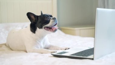 Yatakta oturup dizüstü bilgisayara bakarken eğlenen komik köpek. Bir Fransız bulldog köpeği kanepede yatar ve bilgisayar ekranına bakar. Küçük köpek yavrusu elinde bir aletle yatak odasında. 4K