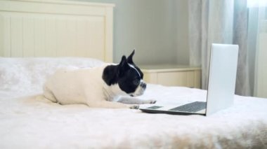 Yatakta oturup dizüstü bilgisayara bakarken eğlenen komik köpek. Bir Fransız bulldog köpeği kanepede yatar ve bilgisayar ekranına bakar. Küçük köpek yavrusu elinde bir aletle yatak odasında. 4K