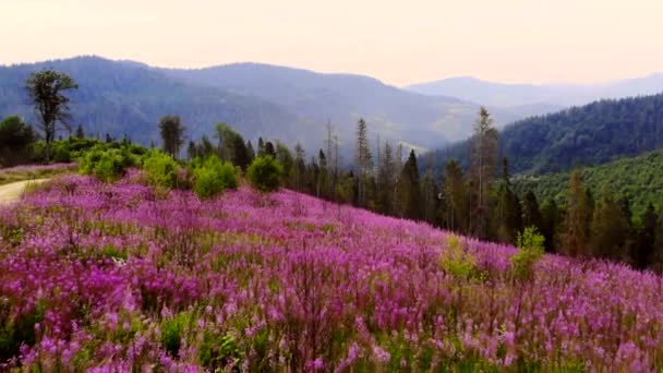 青い山々を背景に草原を咲かせます 丘の上に花や花の植物とフィールド 信じられないほどの自然 夏の森の風景開花Chaerion Angustifolium空中ビュー — ストック動画