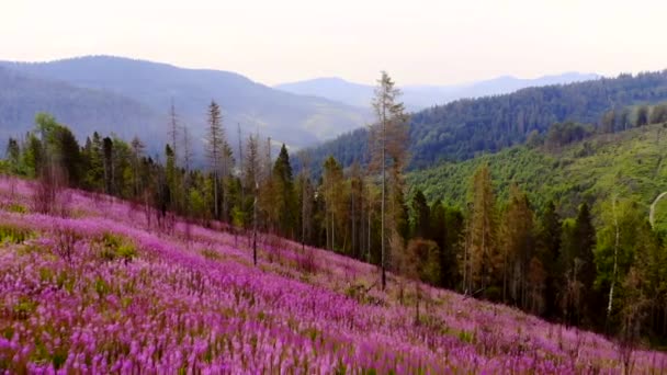 青い山々を背景に草原を咲かせます 丘の上に花や花の植物とフィールド 信じられないほどの自然 夏の森の風景開花Chaerion Angustifolium空中ビュー — ストック動画