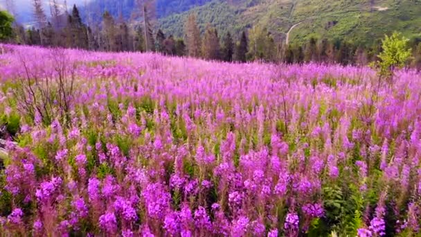 Ανθισμένο Λιβάδι Φόντο Γαλάζιων Βουνών Αγροτεμάχιο Λουλούδια Και Ανθοφόρα Φυτά — Αρχείο Βίντεο
