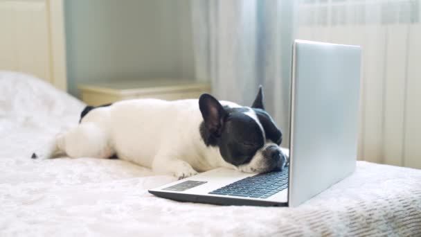 Grappige Hond Die Het Bed Zit Plezier Heeft Met Slapen — Stockvideo