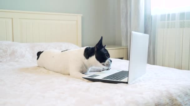 Дивний Собака Сидить Ліжку Розважається Дивлячись Ноутбук Французька Домашня Тварина — стокове відео