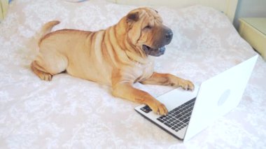 Yatakta ya da kanepede yatıp dizüstü bilgisayara bakan komik Sharpei köpeği. Cihazlı neşeli evcil hayvan yatak odasında. İnternette gezinen safkan bir köpeğin portresi.