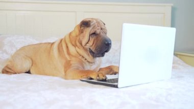 Yatakta ya da kanepede yatıp dizüstü bilgisayara bakan komik Sharpei köpeği. Cihazlı neşeli evcil hayvan yatak odasında. İnternette gezinen safkan bir köpeğin portresi.