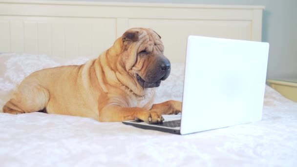 Perro Sharpei Divertido Acostado Una Cama Sofá Mirando Monitor Portátil — Vídeo de stock