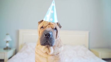 Komik Shar pei köpeği bir doğum günü partisinde yatakta oturuyor ve kafasında bir koni ile kafasını sallıyor. Şapkalı bir hayvan kanepedeki yatak odasındaki kameraya bakar.