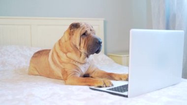  Yatakta ya da kanepede yatıp dizüstü bilgisayara bakan komik Sharpei köpeği. Cihazlı neşeli evcil hayvan yatak odasında. İnternette gezinen safkan bir köpeğin portresi.