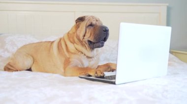  Yatakta ya da kanepede yatıp dizüstü bilgisayara bakan komik Sharpei köpeği. Cihazlı neşeli evcil hayvan yatak odasında. İnternette gezinen safkan bir köpeğin portresi.