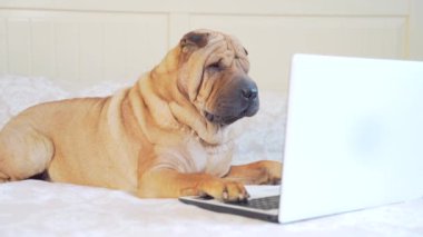 Yatakta ya da kanepede yatıp dizüstü bilgisayara bakan komik Sharpei köpeği. Cihazlı neşeli evcil hayvan yatak odasında. İnternette gezinen safkan bir köpeğin portresi.