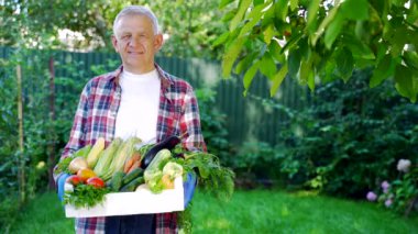 Bir kutu sebze taşıyan yaşlı, emekli bir adam. Çiftçi evde sebze yetiştirerek bahçede duruyor. Bitkilerin ve ağaçların yeşil doğası üzerine. Sağlıklı gıda ve doğal ürünler kavramı
