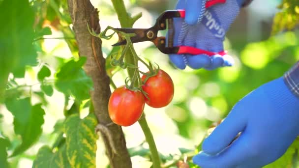 从灌木丛中取出新鲜的西红柿 一只紧握的手从树枝上撕下西红柿 新鲜的家乡种植的庄稼 农夫从灌木丛中采摘成熟的西红柿 手在花园里收割成熟的番茄 — 图库视频影像