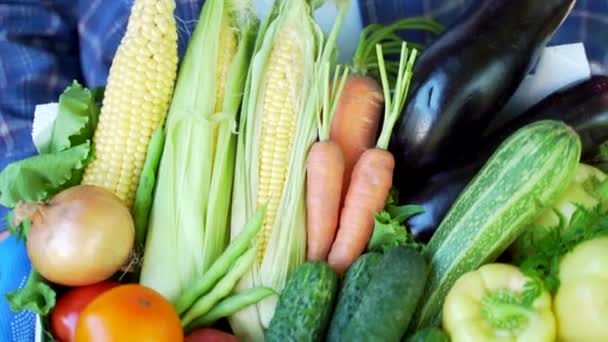 Legumes Fecham Agricultor Segurando Uma Caixa Legumes Casa Crescida Milho — Vídeo de Stock